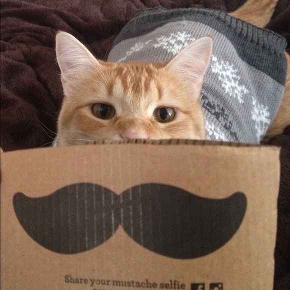 Meet your Posher, Cindy - Picture 5 of 8